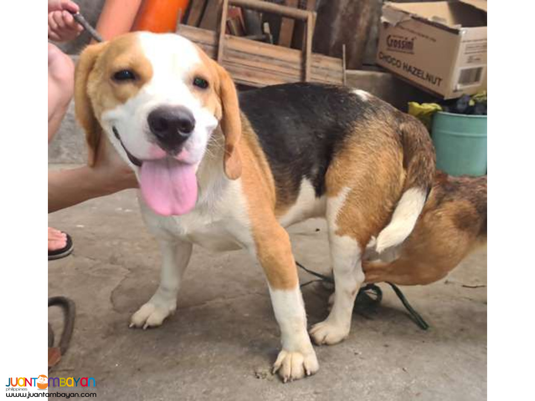 Quality Fresh Beagle Stud 20 red marks Pedigree