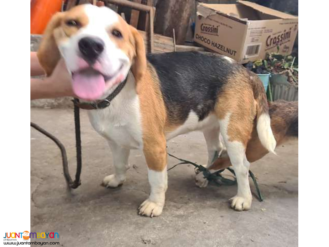 Quality Fresh Beagle Stud 20 red marks Pedigree