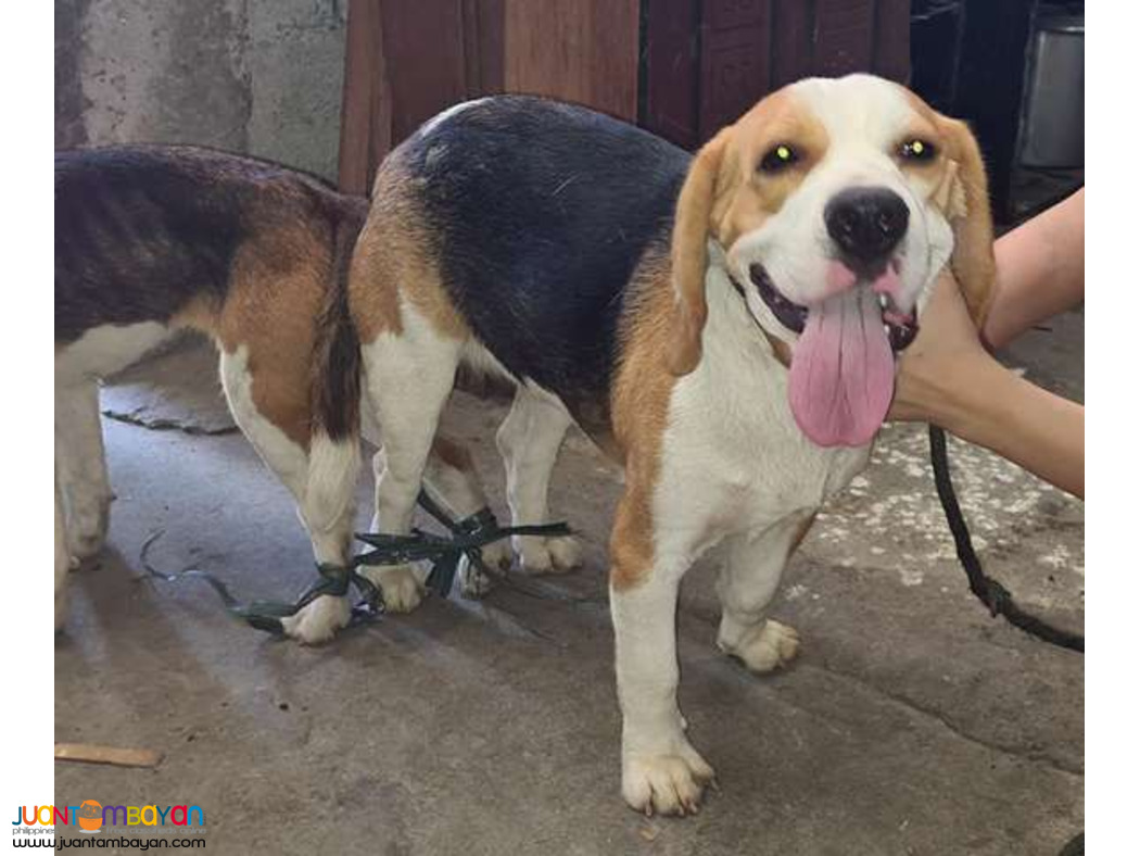 Quality Fresh Beagle Stud 20 red marks Pedigree