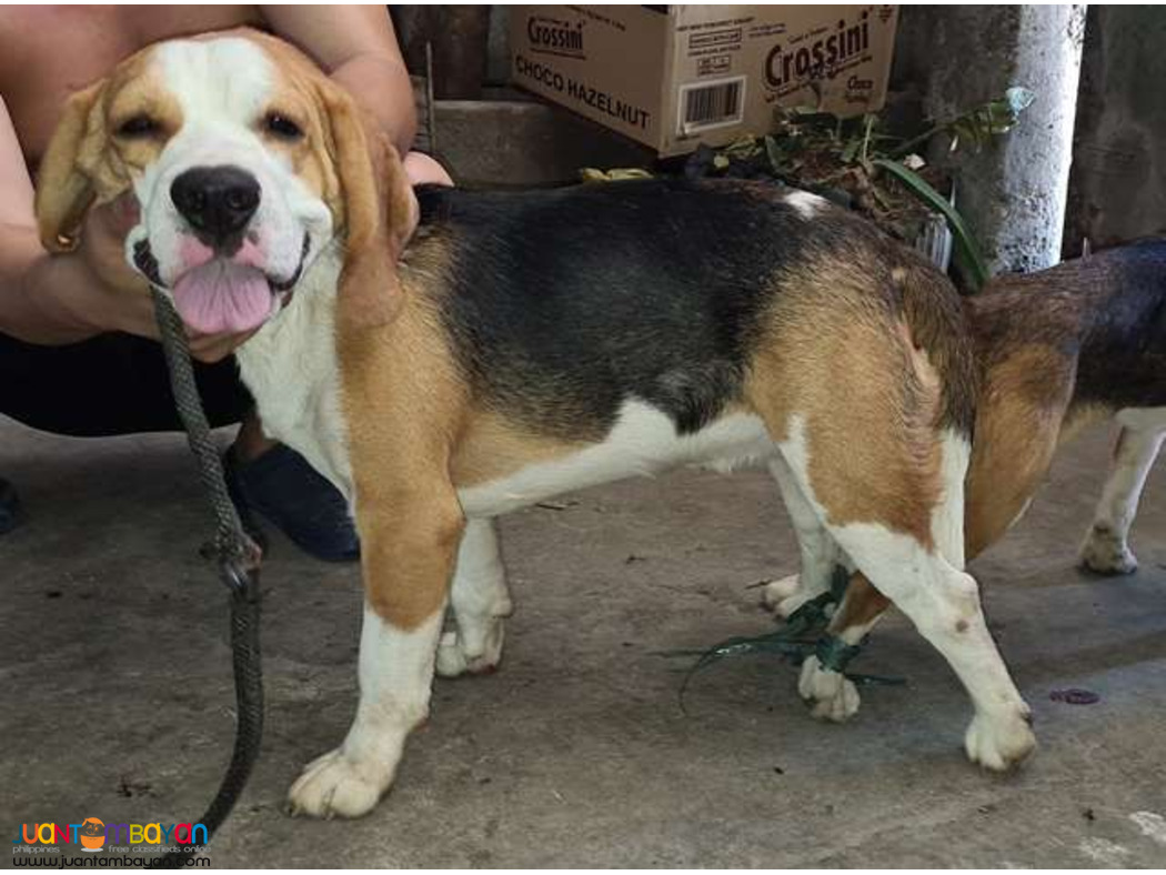 Quality Fresh Beagle Stud 20 red marks Pedigree