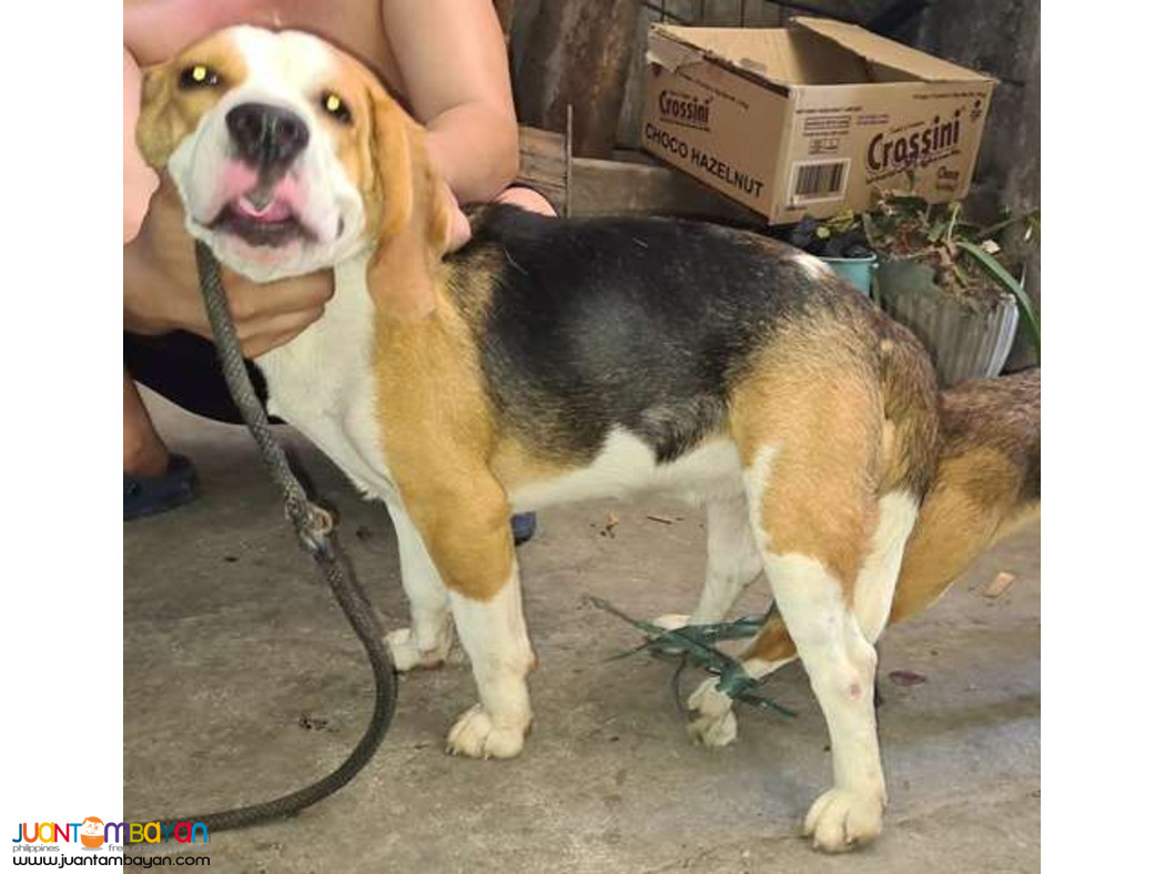 Quality Fresh Beagle Stud 20 red marks Pedigree