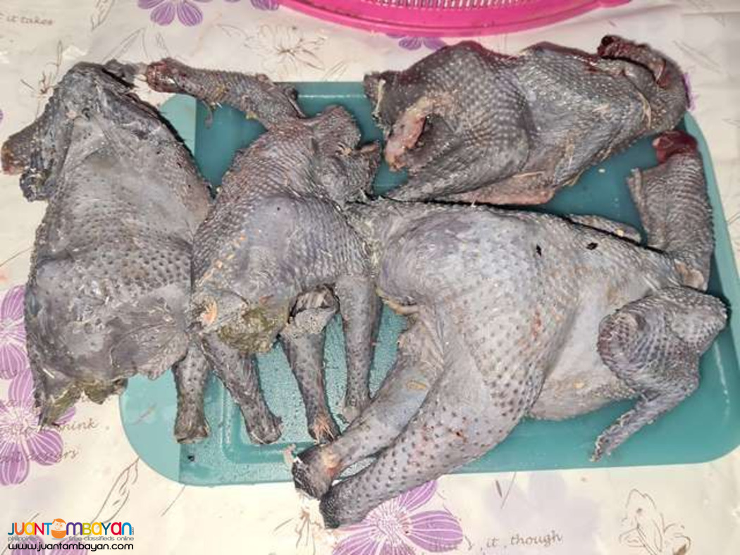 Exotic Delicacy Silkie Chicken Black Meat 