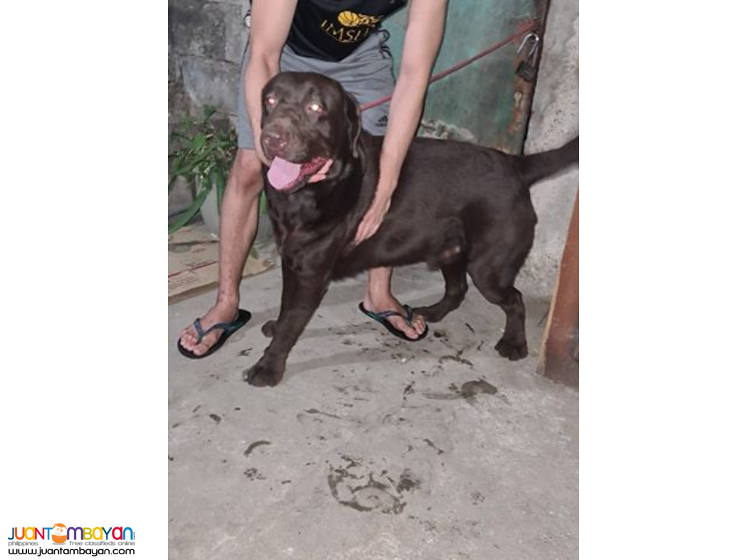 QUALITY XL CHOCO LABRADOR STUD CHAMP LINEAGE 