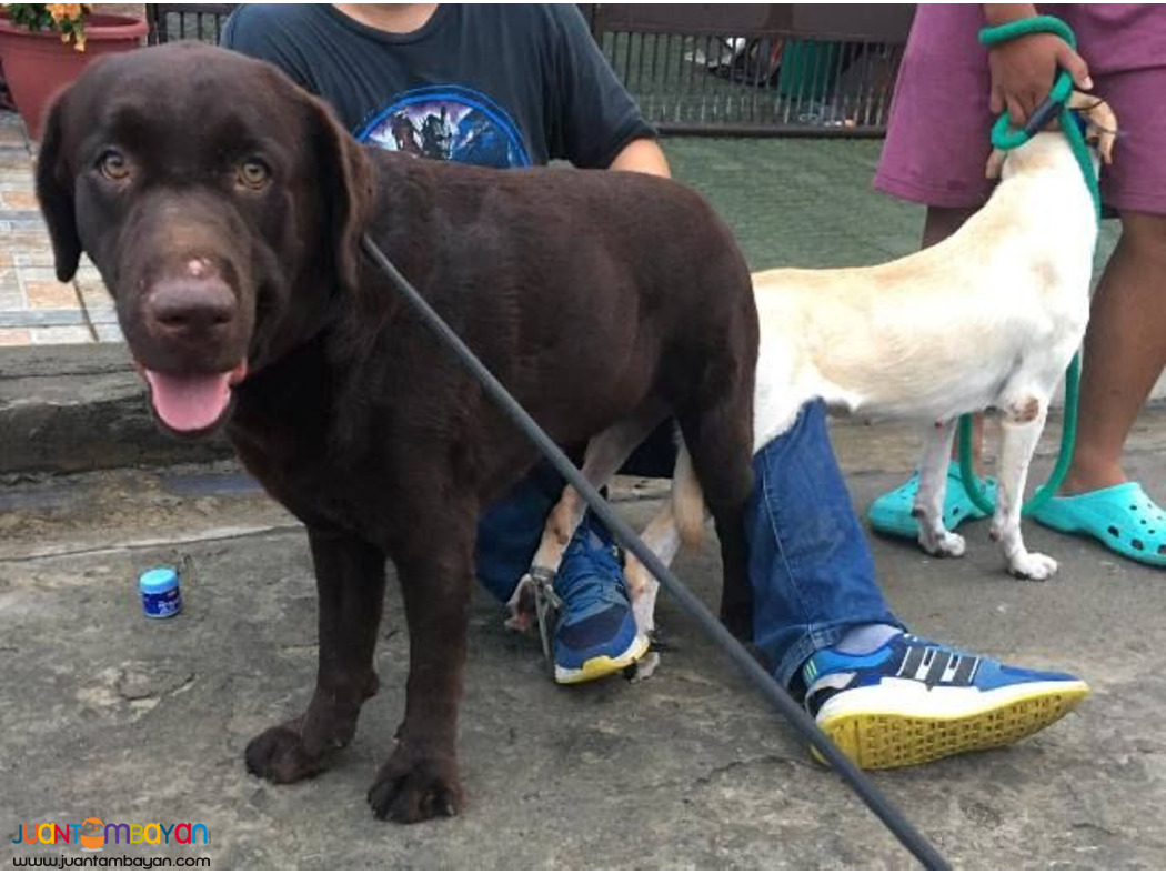 QUALITY XL CHOCO LABRADOR STUD CHAMP LINEAGE 