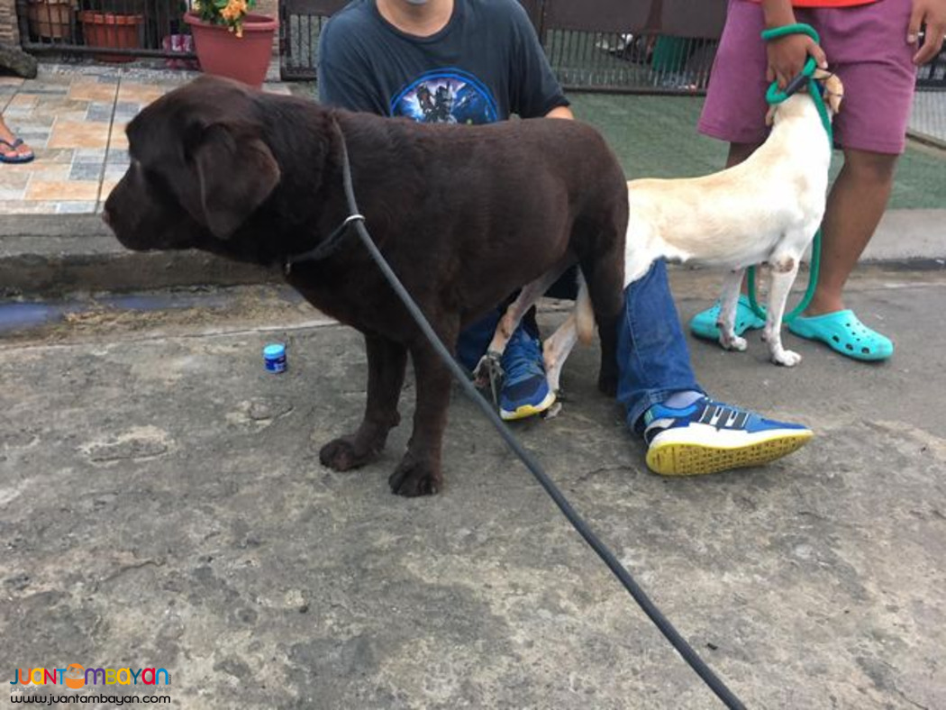 QUALITY XL CHOCO LABRADOR STUD CHAMP LINEAGE 