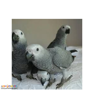 Lovely Available Hyacinth Macaws Parrots, African Grey