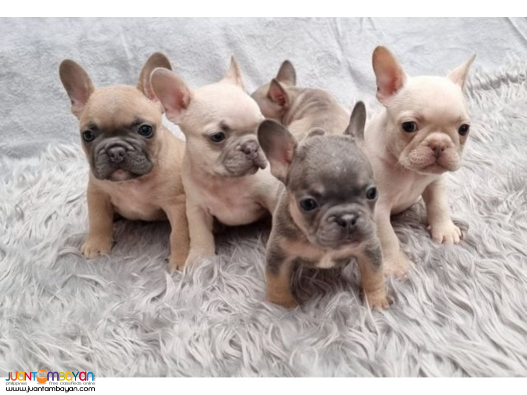 Ready Now Quad Carrier French Bulldog Puppies