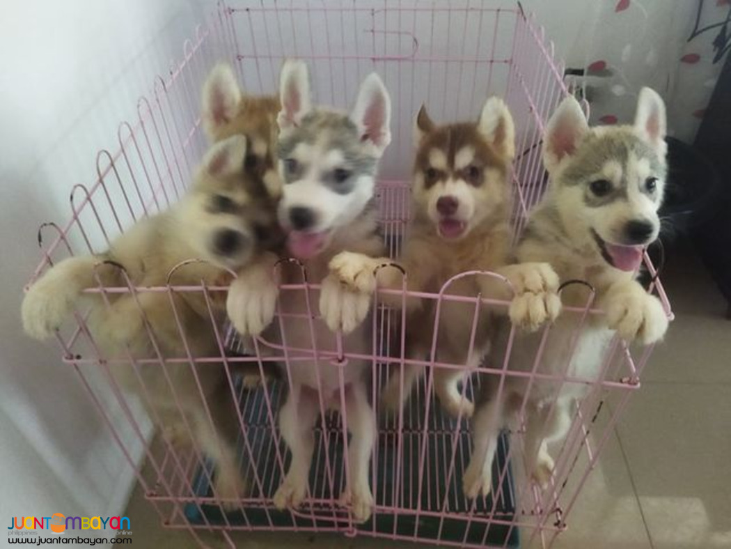 How Much Is A Husky Puppy Without Papers