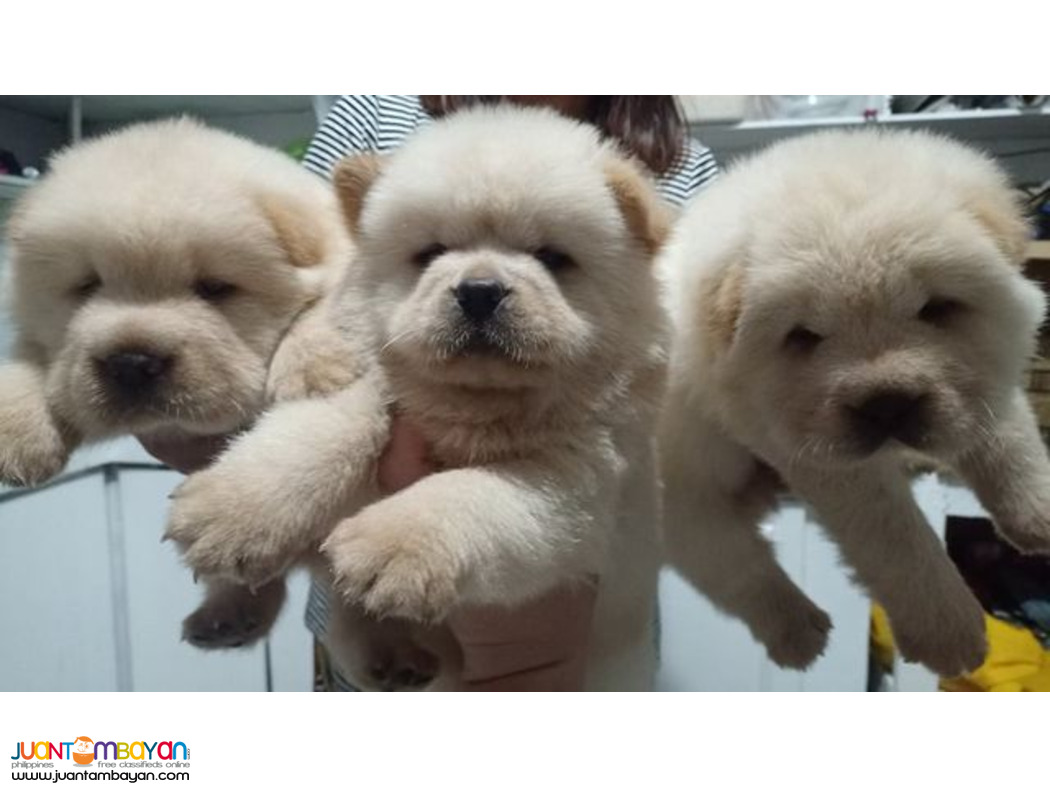 CHOW CHOW PUPPIES
