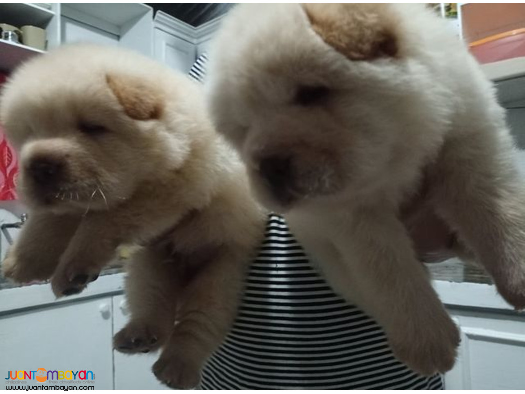 CHOW CHOW PUPPIES
