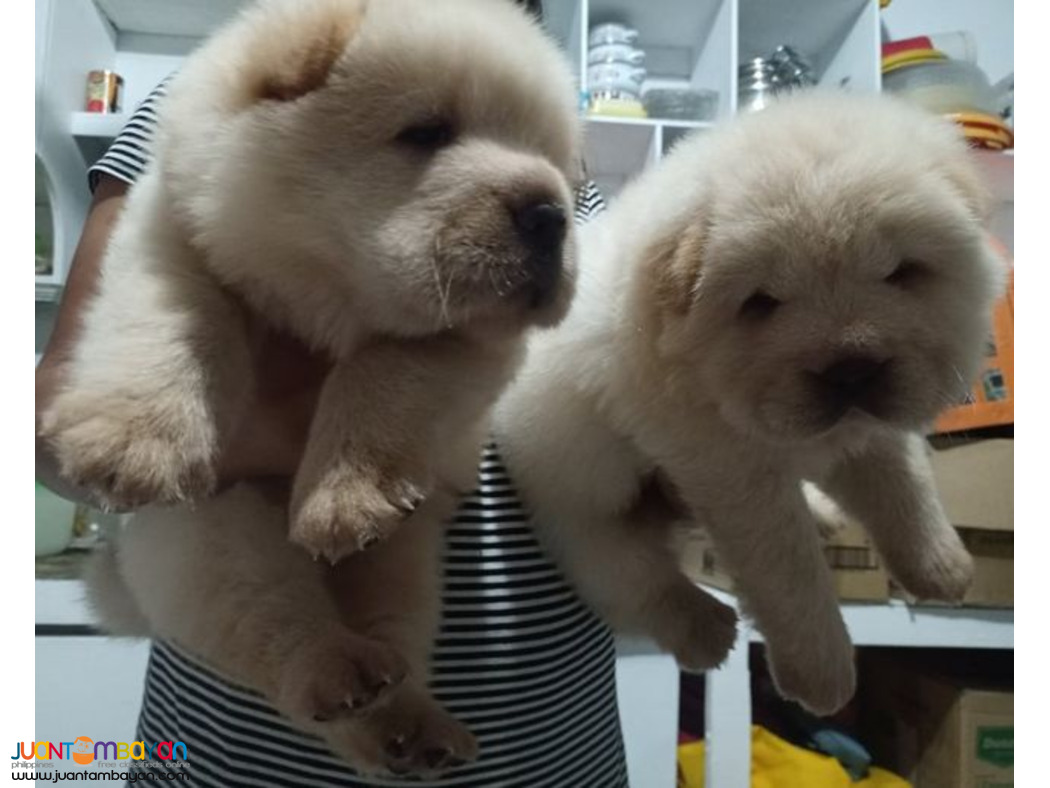 CHOW CHOW PUPPIES