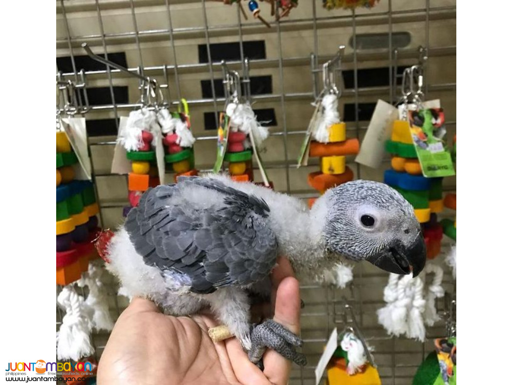Baby parrots, eggs and other supplies