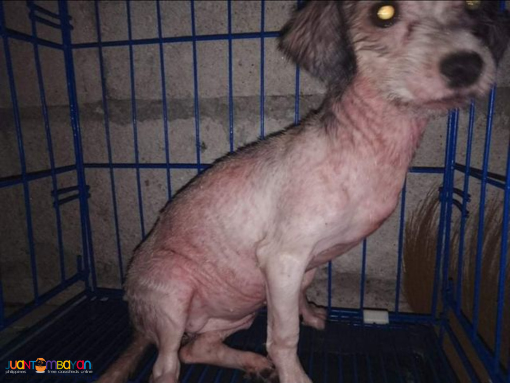 madre de cacao premium organic ointment for cats & dogs