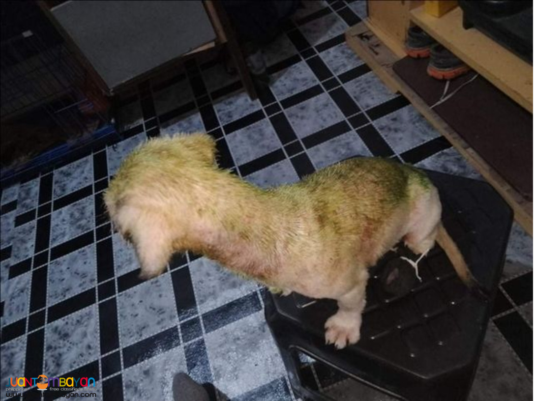 madre de cacao premium organic ointment for cats & dogs