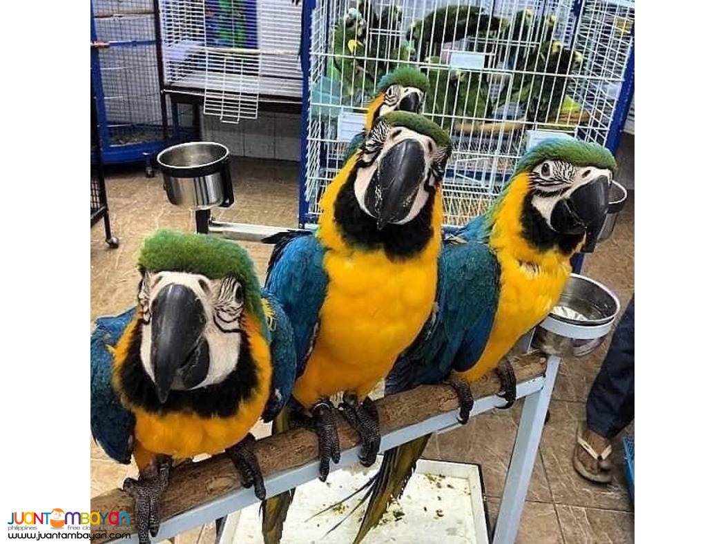 Available parrots and fertile parrots eggs for sale