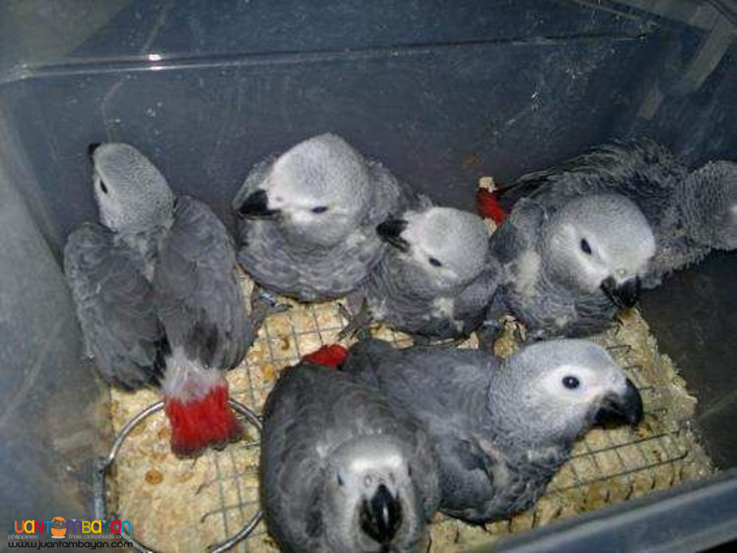 Available parrots and fertile parrots eggs for sale