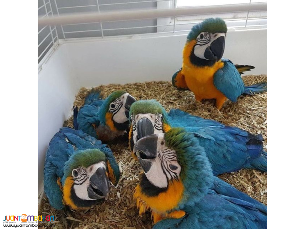 Available parrots and fertile parrots eggs for sale