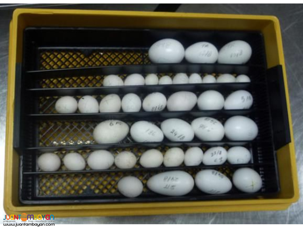 Available parrots and fertile parrots eggs for sale