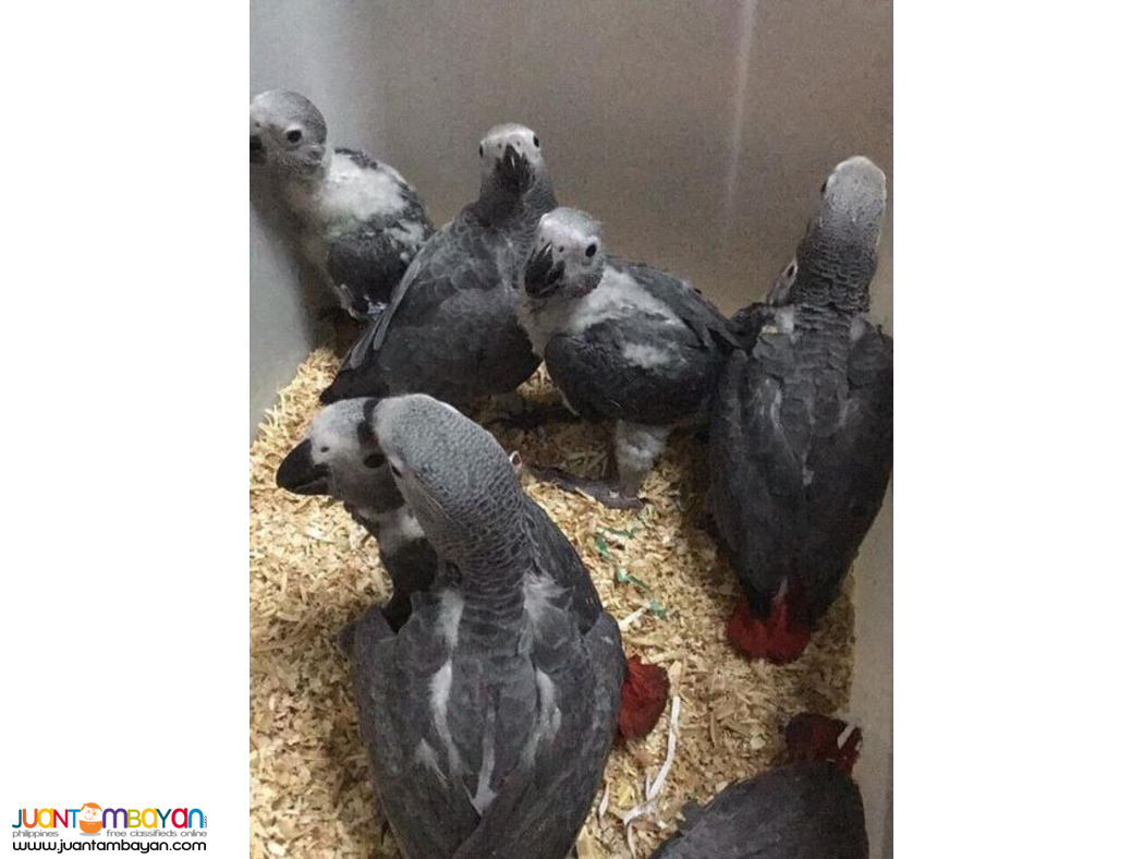 Available parrots and fertile parrots eggs for sale