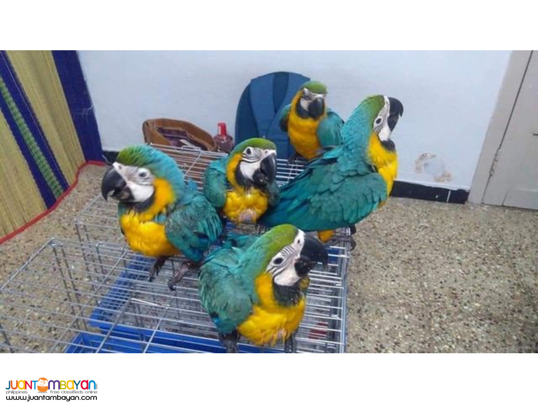 Available parrots and fertile parrots eggs for sale