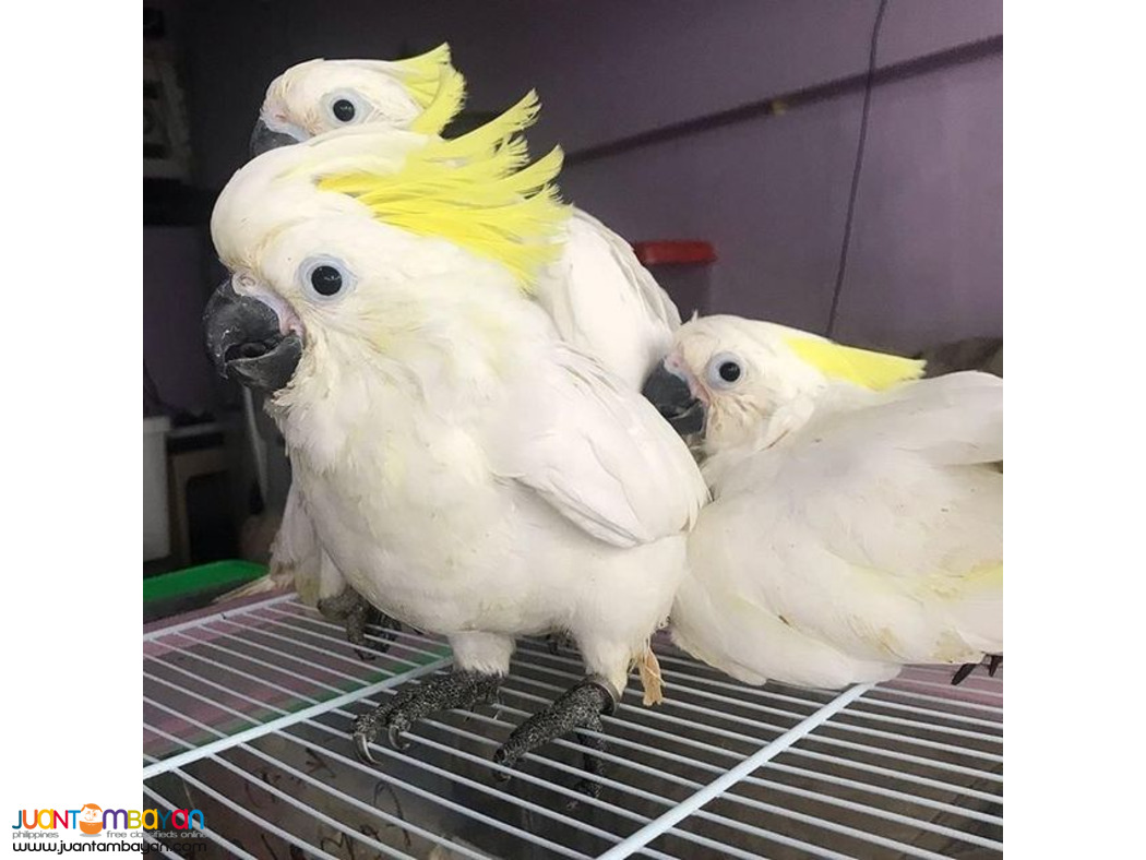 Available parrots and fertile parrots eggs for sale