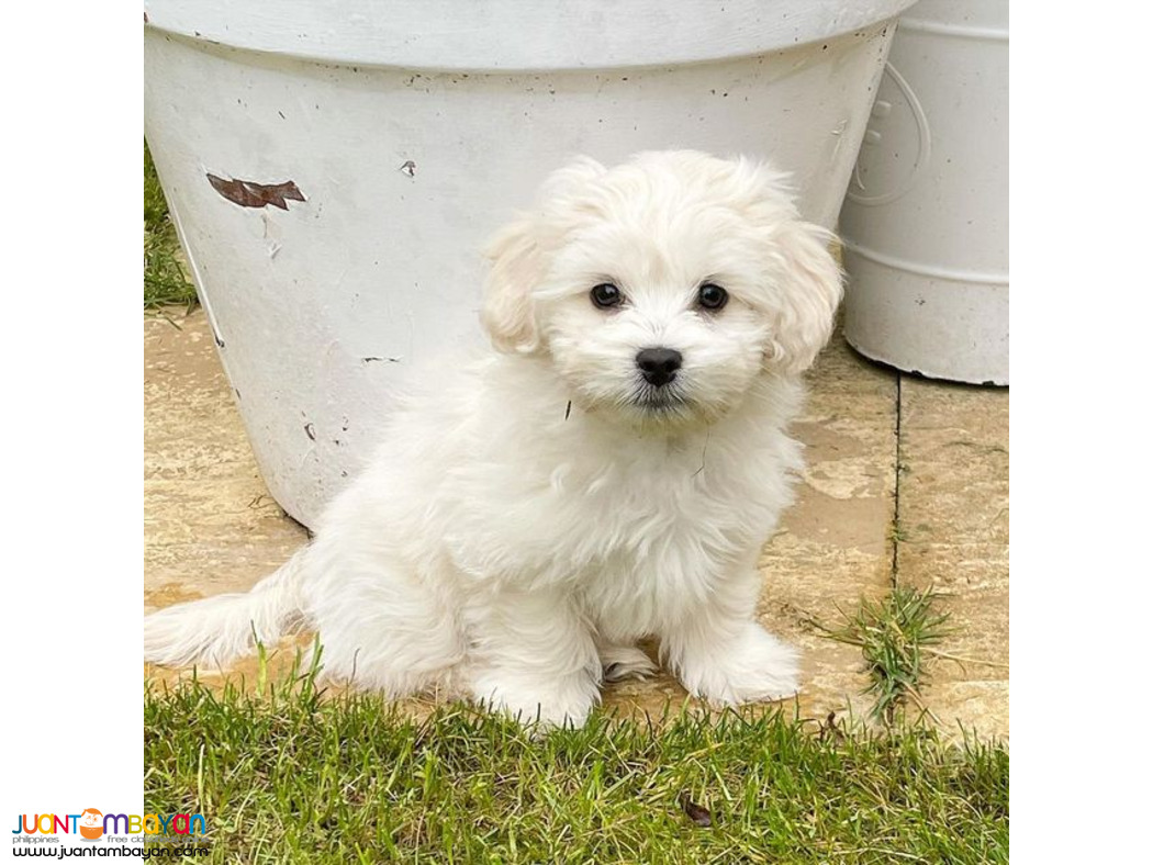 Shihpoo puppy available looking for sweet home 
