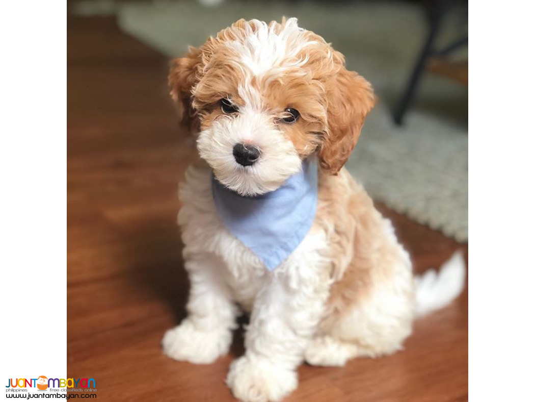 Cockapoo puppy 2Male 2Female