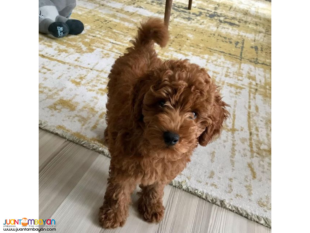 Red Poodle puppy available 