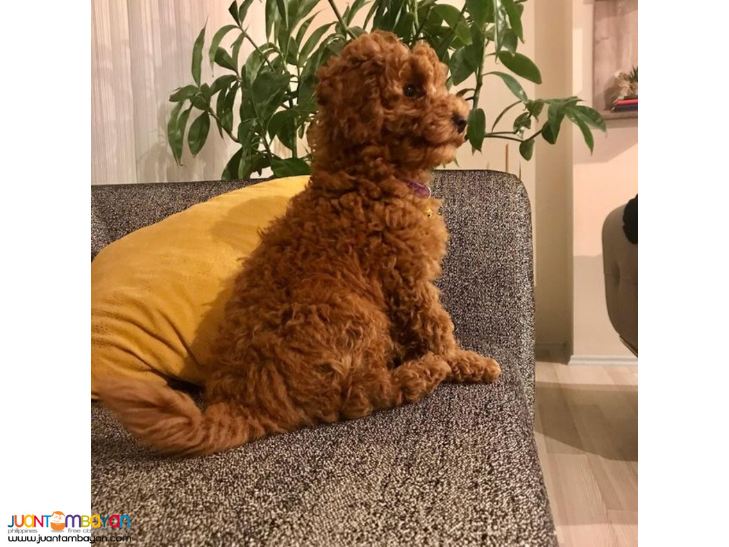 Red Poodle puppy available 