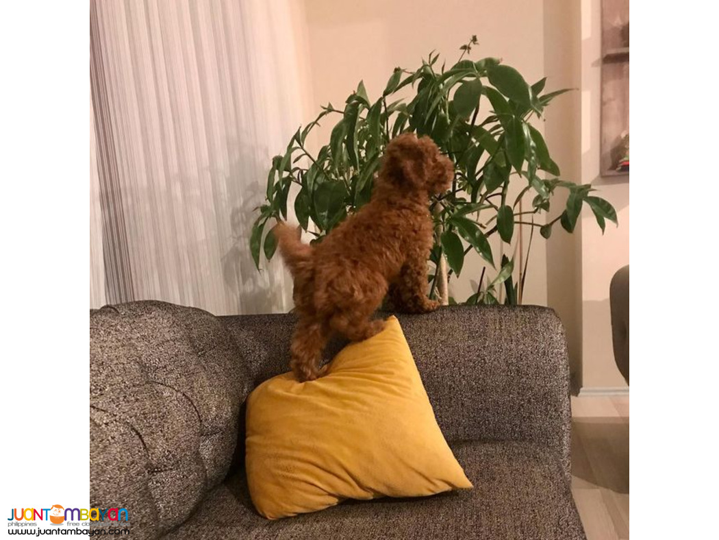 Red Poodle puppy available 