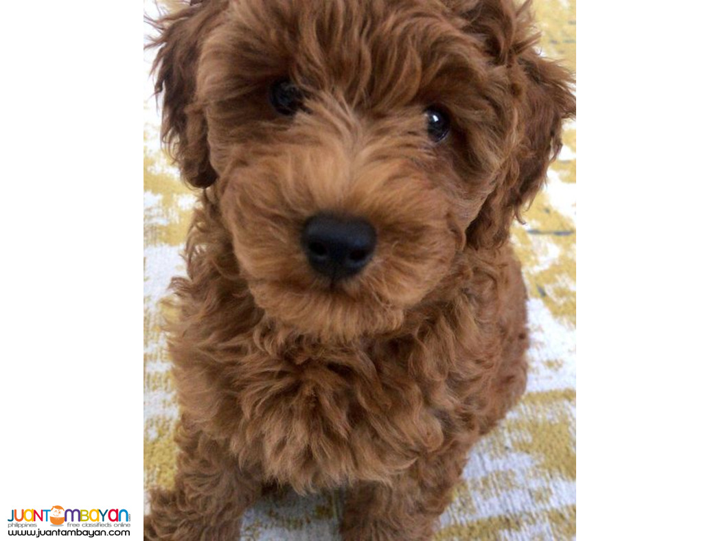 Red Poodle puppy available 