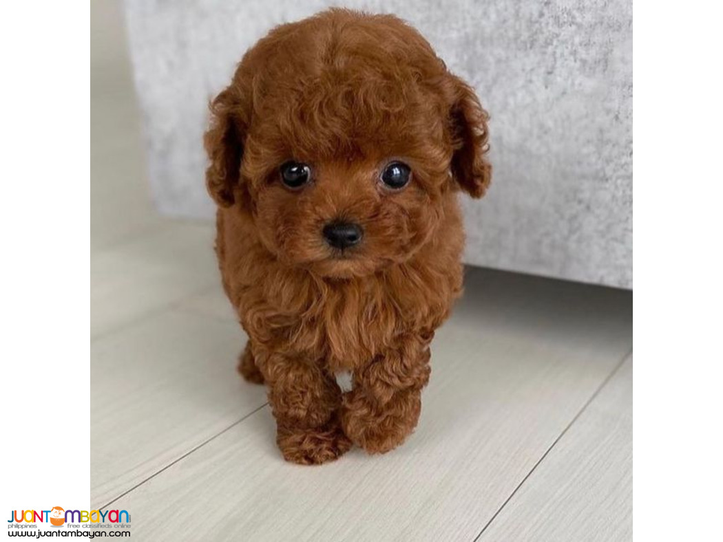 Both Toy and Teacup Poodle puppies available for sale
