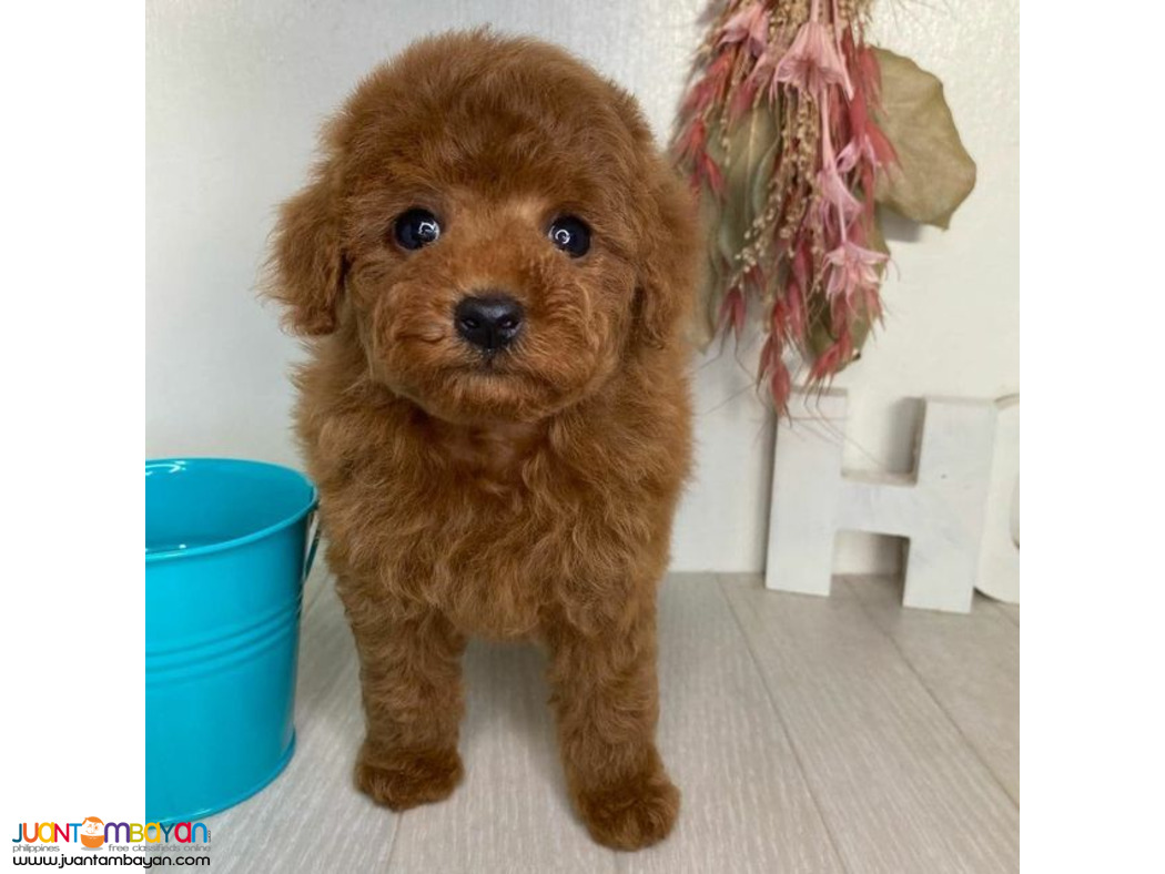  Red apricot toy poodle puppies whatsApp Me  ( +63-915-353-9031 )  