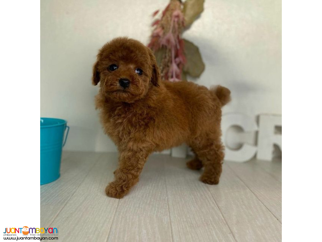  Red apricot toy poodle puppies whatsApp Me  ( +63-915-353-9031 )  