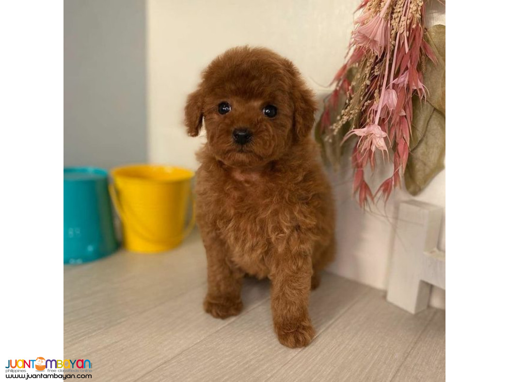  Red apricot toy poodle puppies whatsApp Me  ( +63-915-353-9031 )  