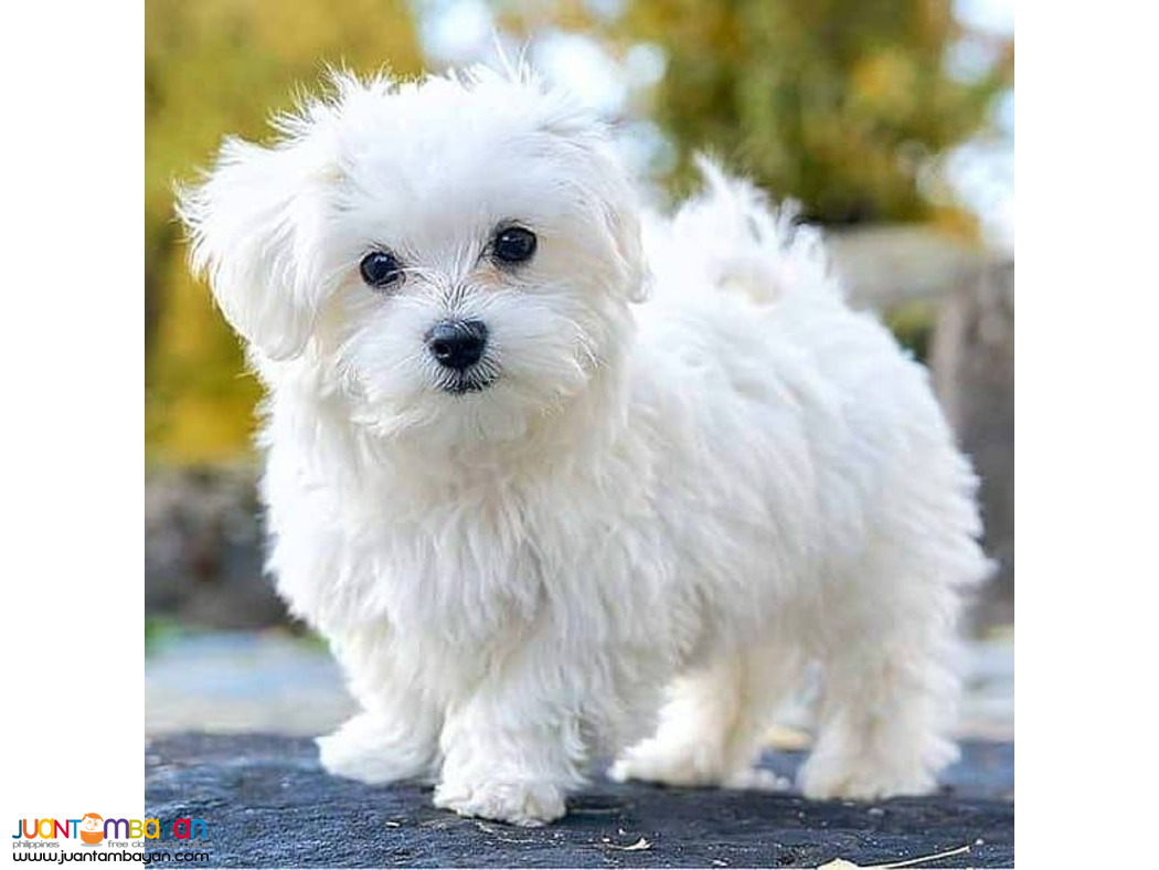 Maltese puppies