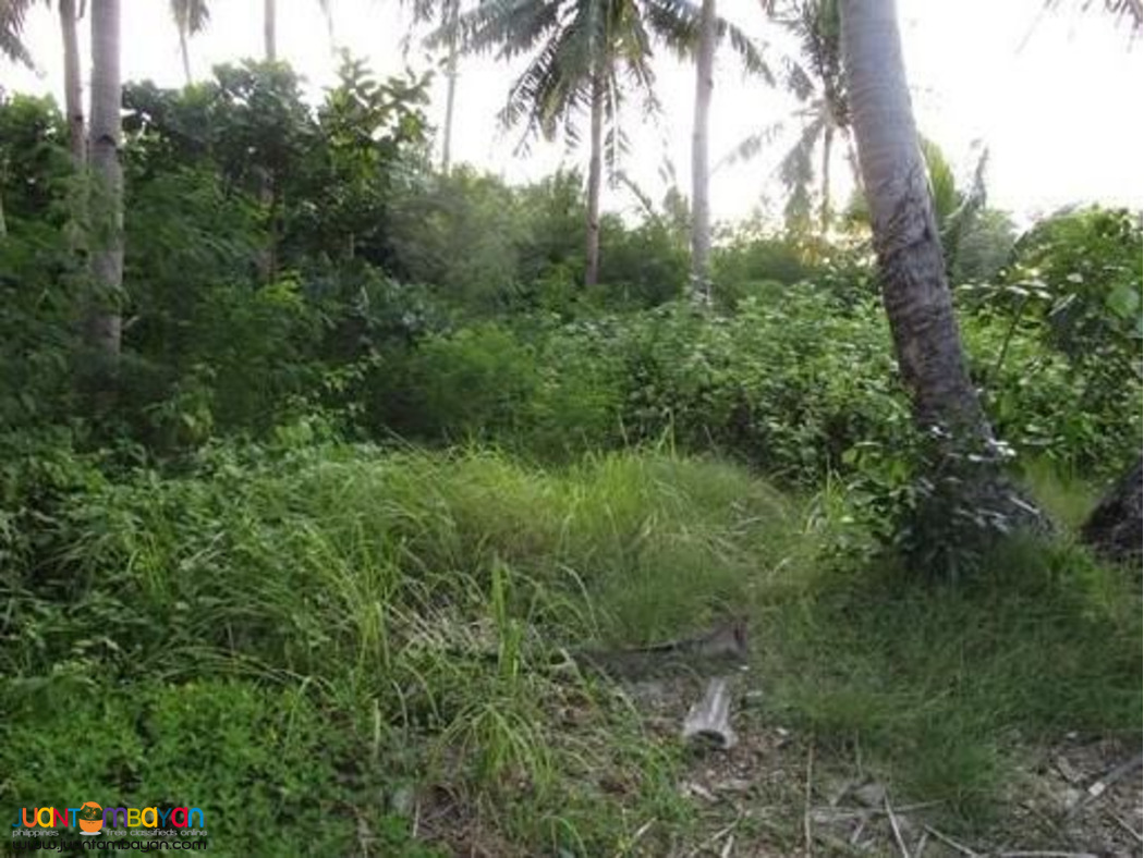 AGRICULTURAL FARM AND LAND FOR SALE IN PAGSANJAN, LAGUNA!.