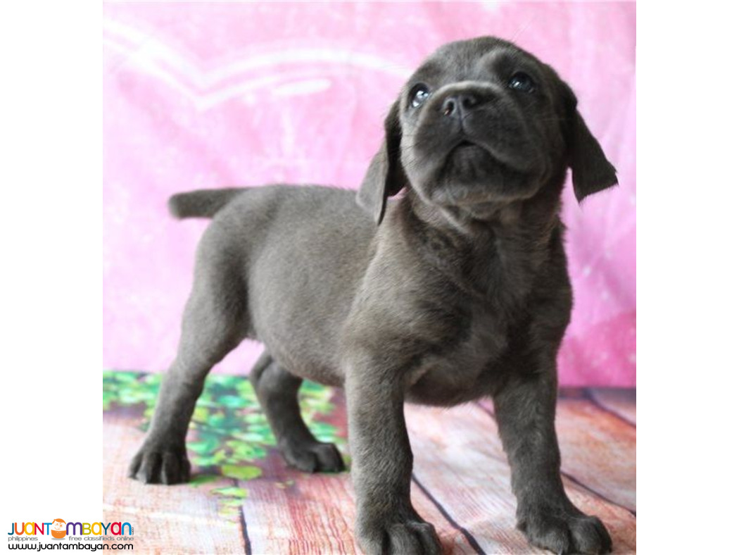 Adorable Cane Corso mastiff puppies available