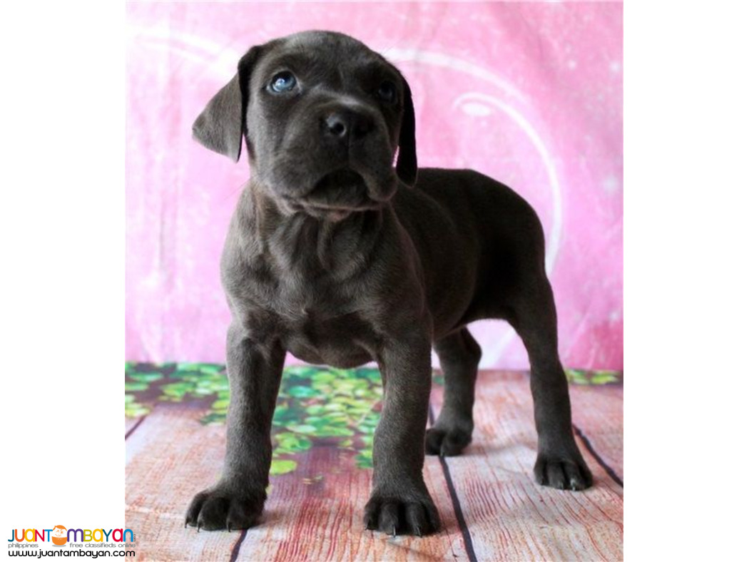 Adorable Cane Corso mastiff puppies available