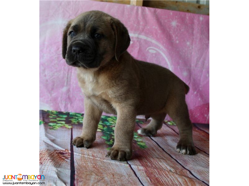 Adorable Cane Corso mastiff puppies available