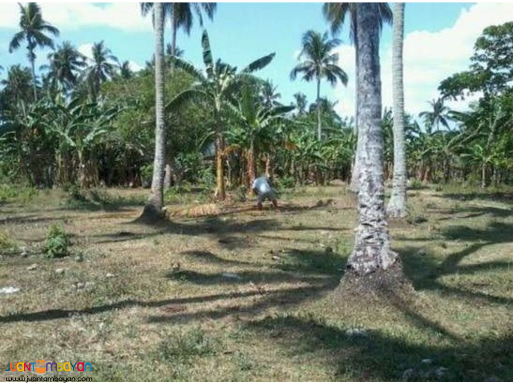 AGRICULTURAL LAND FOR SALE IN PAGSANJAN LAGUNA