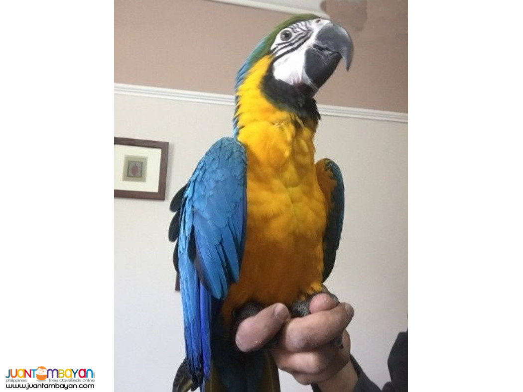 Talking Macaw Parrots For Sale