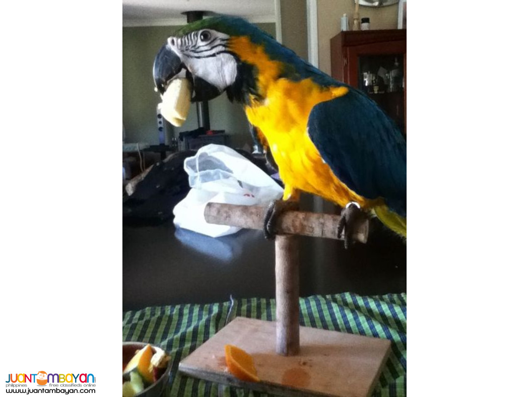 Talking Macaw Parrots For Sale