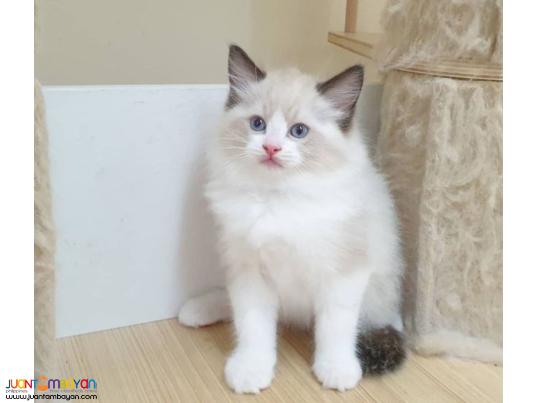 Ragdoll kittens for sale