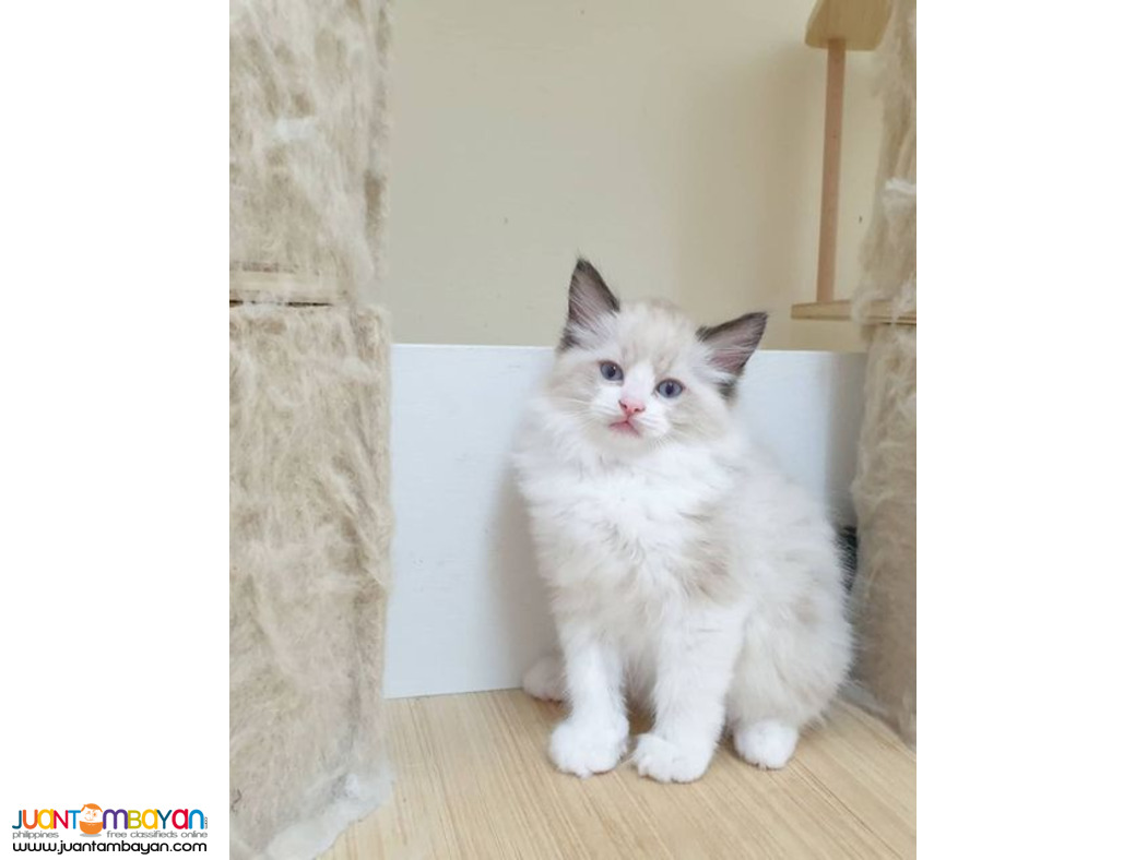 Ragdoll kittens for sale