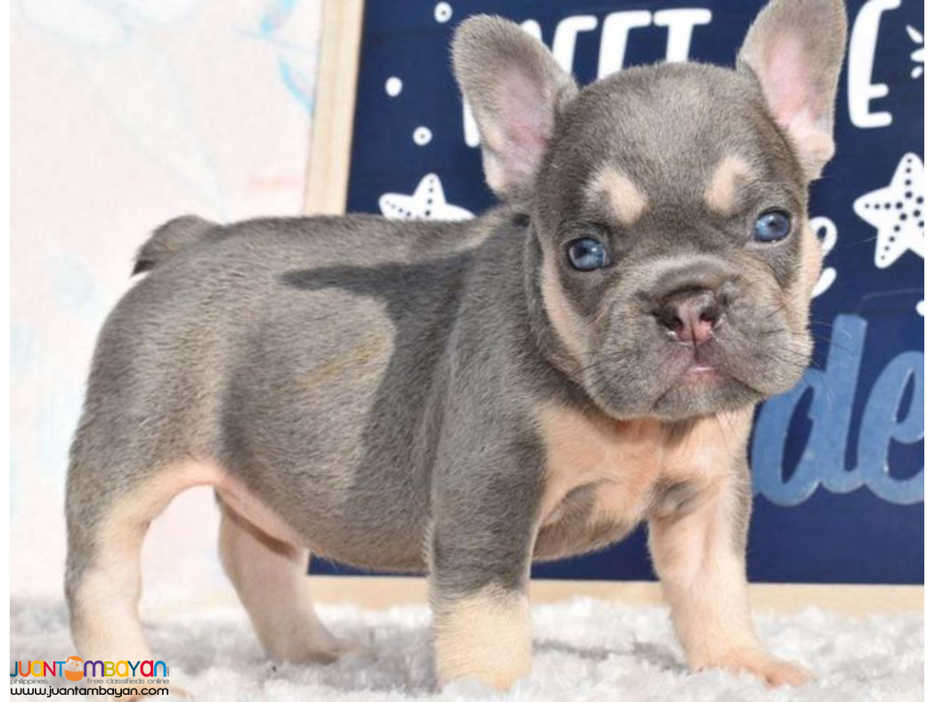 French Bulldog Puppy For Sale