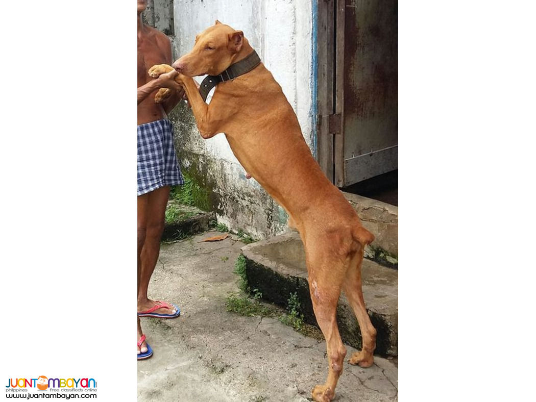 Doberman x belgian malinois