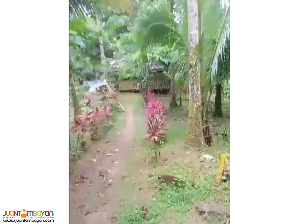 Agricultural land in siniloan laguna 4.7 hectares