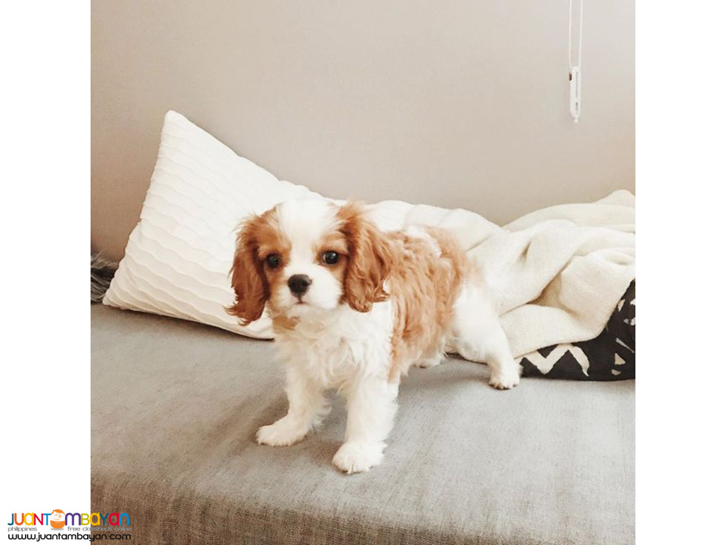   CAVALIER KING CHARLES SPANIEL PUPPY 