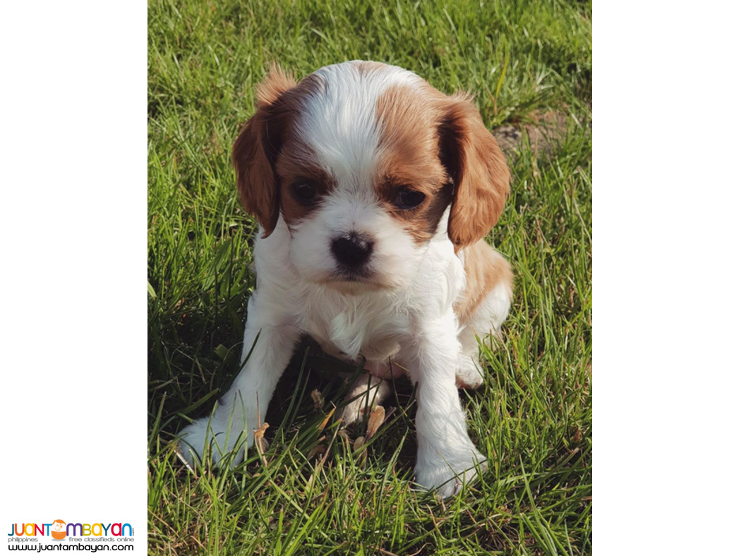   CAVALIER KING CHARLES SPANIEL PUPPY 